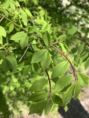 Euonymus