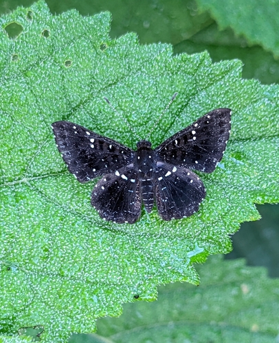 Calydna candace