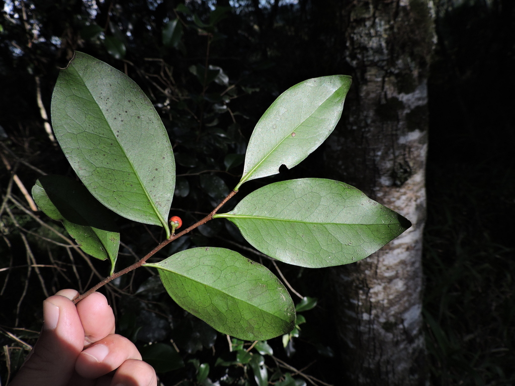 Cinnamodendron dinisii