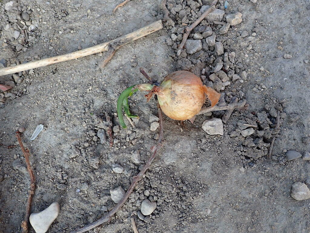 Common Onion