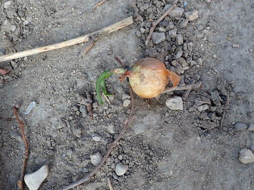 Onion plant photo (Allium cepa)