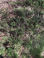 Juniperus chinensis