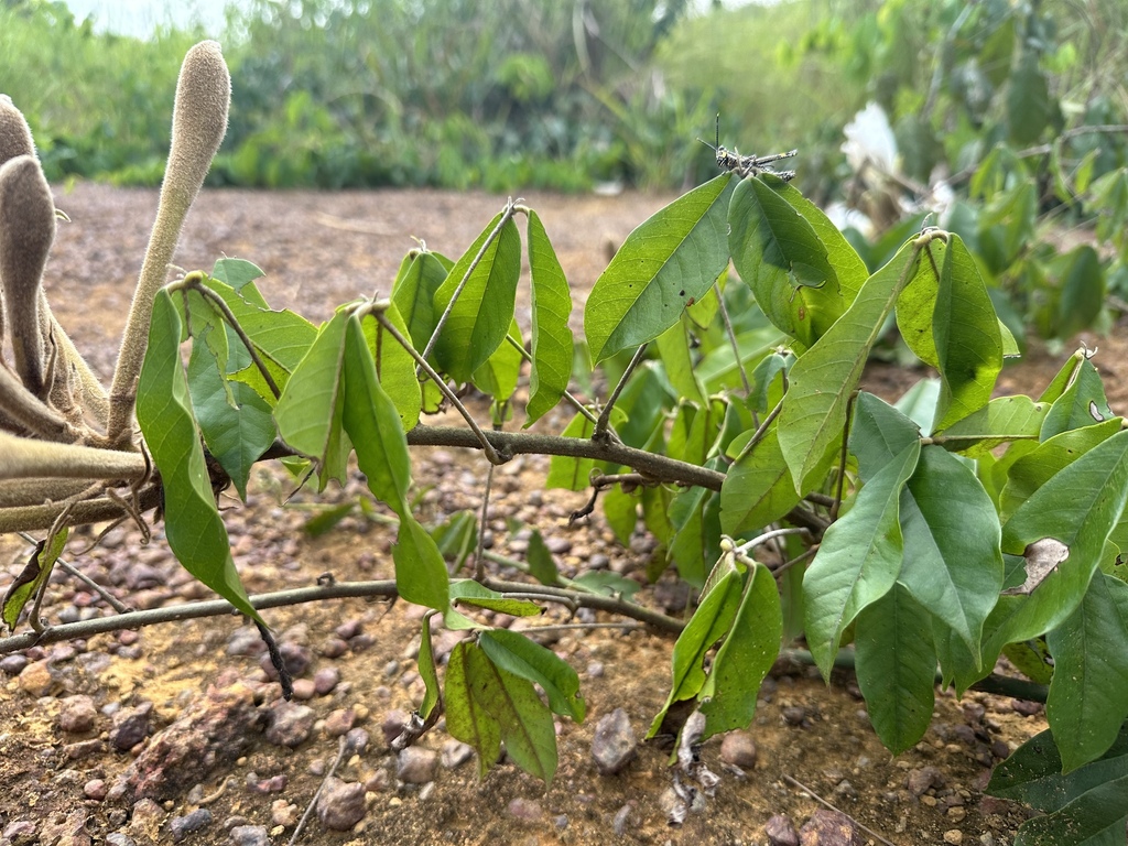 Foto de Mucunã