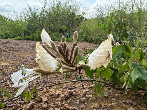 Foto de Mucunã