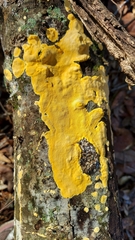 Media resource of Fibroporia radiculosa