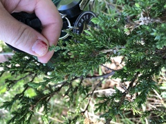 Juniperus chinensis