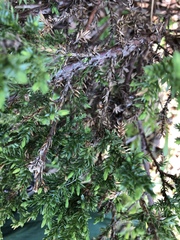 Juniperus chinensis