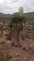 Yucca faxoniana