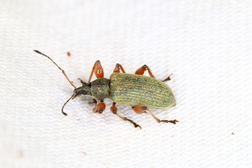 Knoppensnuittor, photo 2 of 10