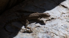 Sceloporus merriami