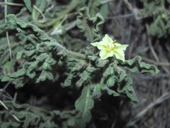 Chamaesaracha coniodes