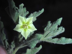 Chamaesaracha coniodes