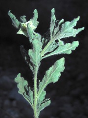 Chamaesaracha coniodes