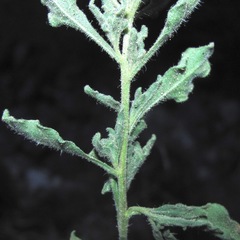 Chamaesaracha coniodes