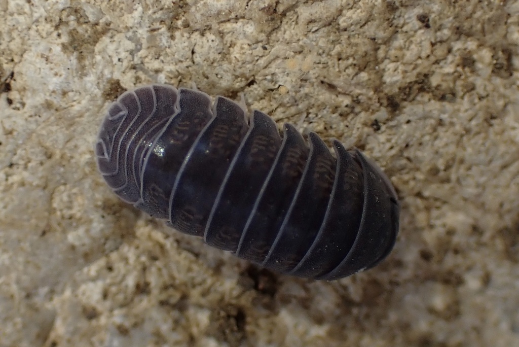 Venezillo ramsdeni