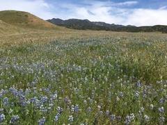 Lupinus bicolor