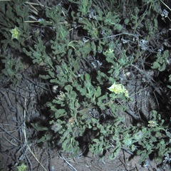 Chamaesaracha coniodes