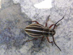 Dorcadion etruscum
