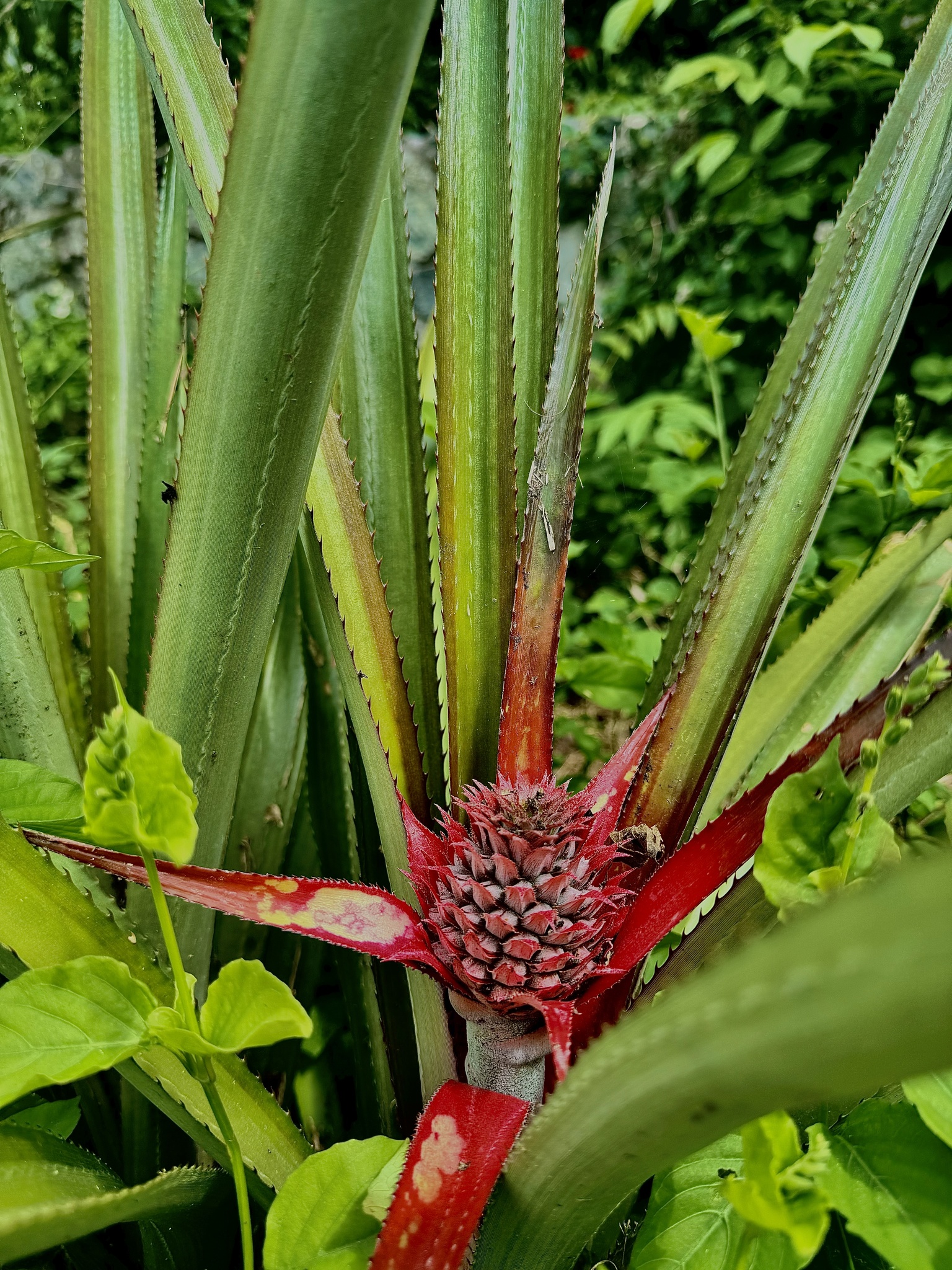 Abacaxi
