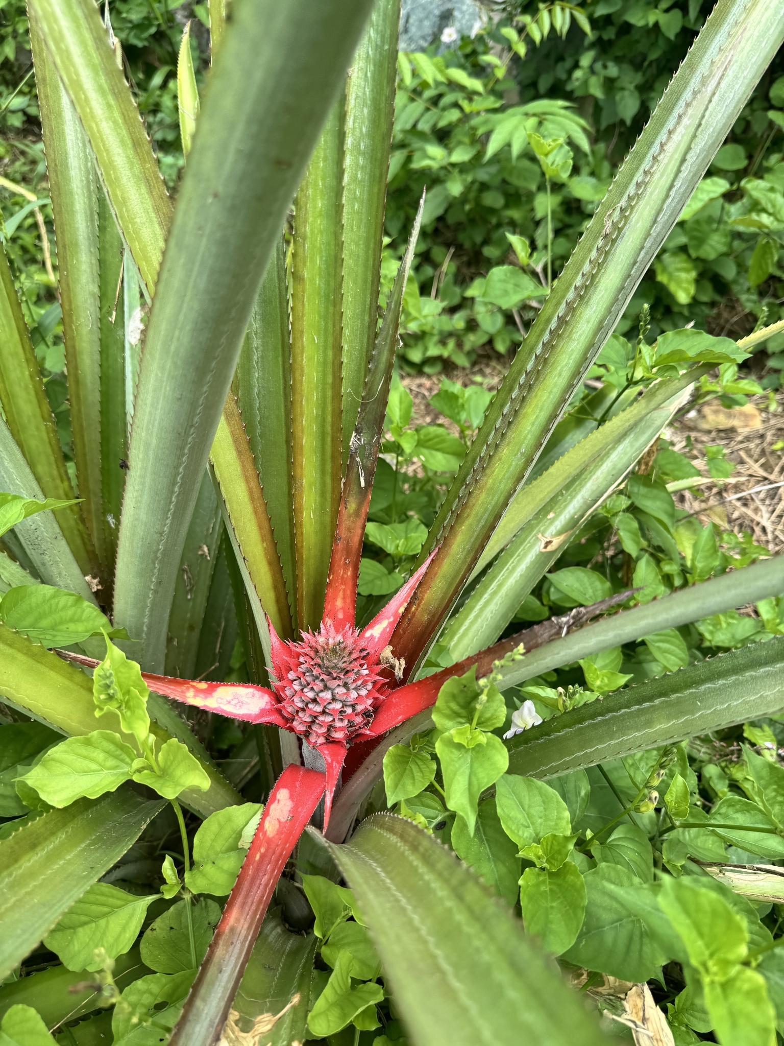 Abacaxi