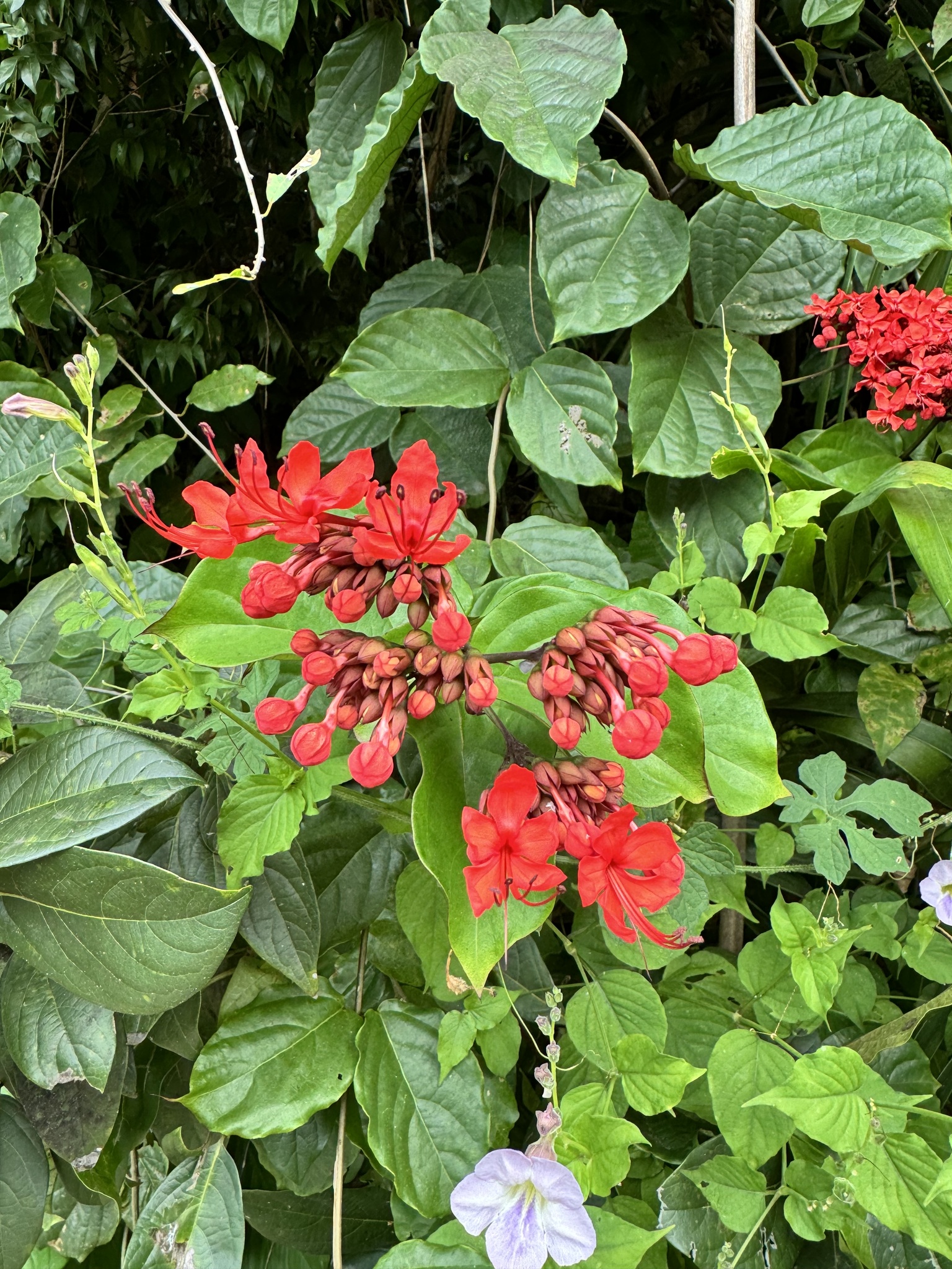 Imagem de Florzinha-de-fogo