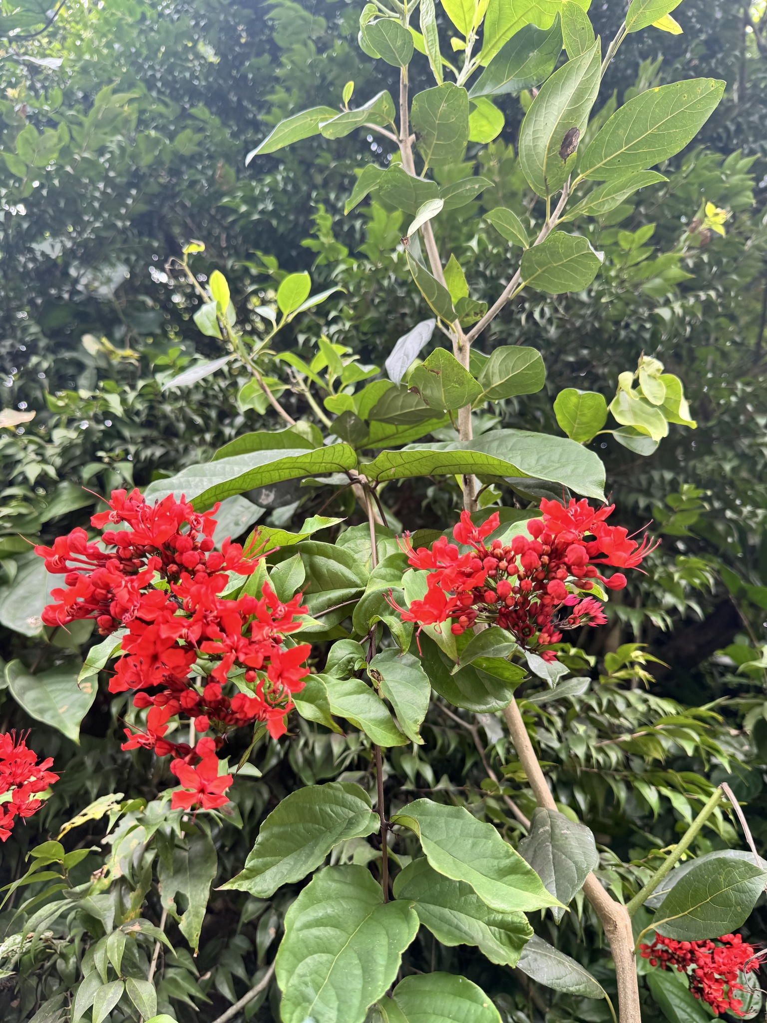 Imagem de Florzinha-de-fogo
