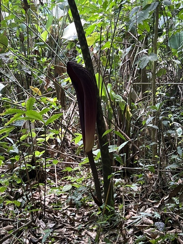 Foto de Abacaxi-do-brejo