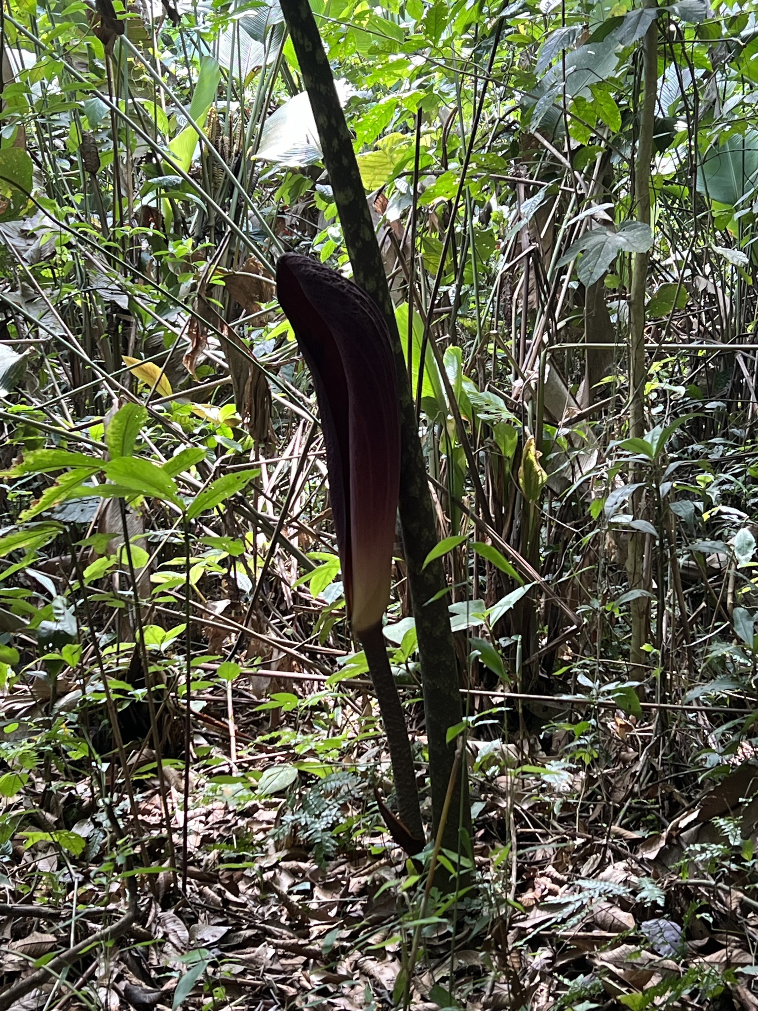 Abacaxi-do-brejo