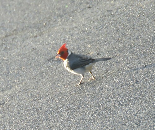 Paroaria coronata observed 2024-01-28