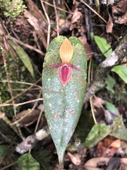 Pleurothallis canidentis