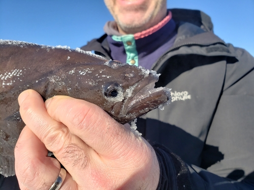 Groenlandse heilbot (Reinhardtius hippoglossoides) — Pleuronectidae — 2