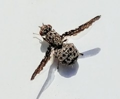 Callopistromyia strigula