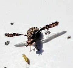 Callopistromyia strigula