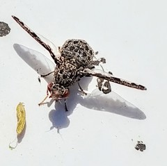 Callopistromyia strigula