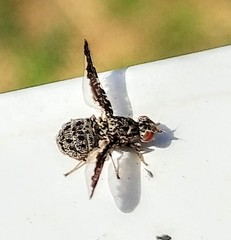 Callopistromyia strigula