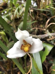 Maxillaria grandiflora