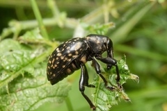 Liparus glabrirostris