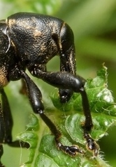 Liparus glabrirostris