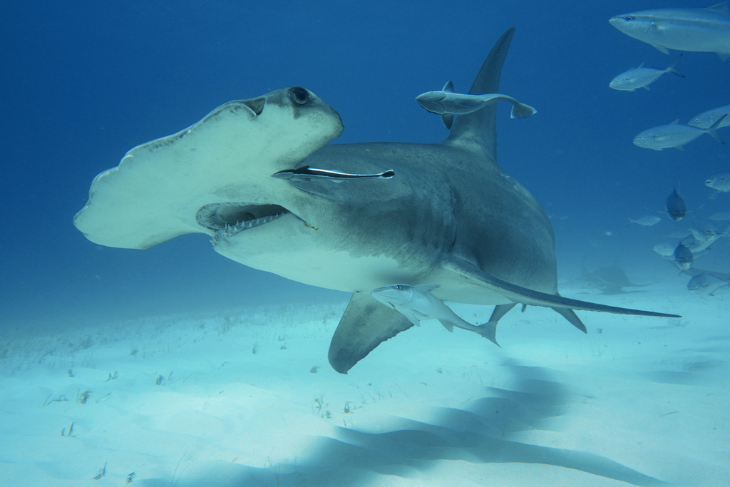 Shark sub class. ray bradyodonti elasmobranchii' Water Bottle