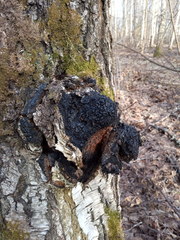 Inonotus obliquus sterilis