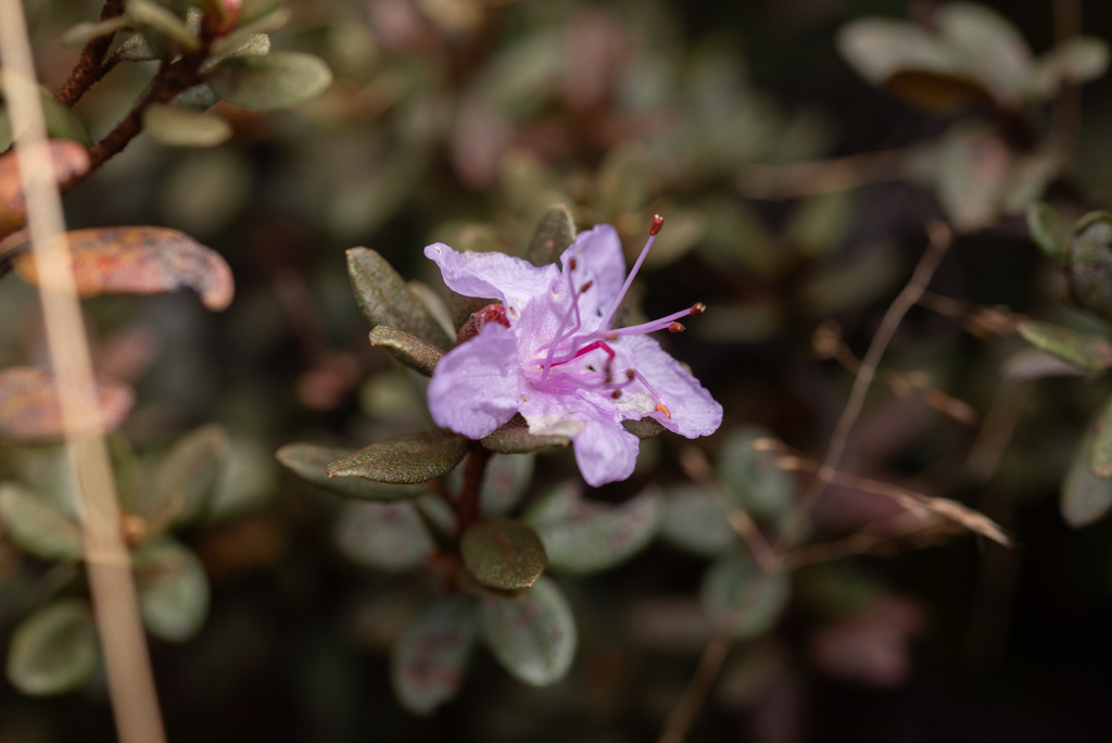 Rhododendron impeditum