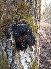 Inonotus obliquus sterilis