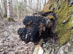 Inonotus obliquus sterilis