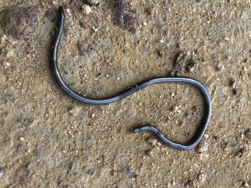 Epictia borapeliotes