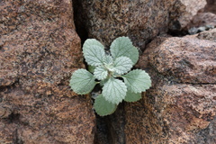 Forsskaolea tenacissima