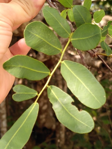 Machaerium lunatum, photograph 5