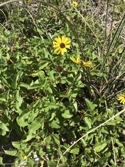 Helianthus debilis