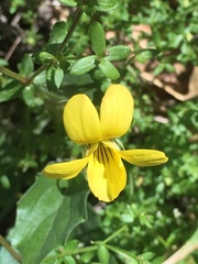 Viola purpurea quercetorum