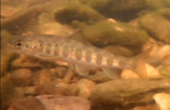 Salmo salar