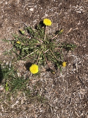 Taraxacum